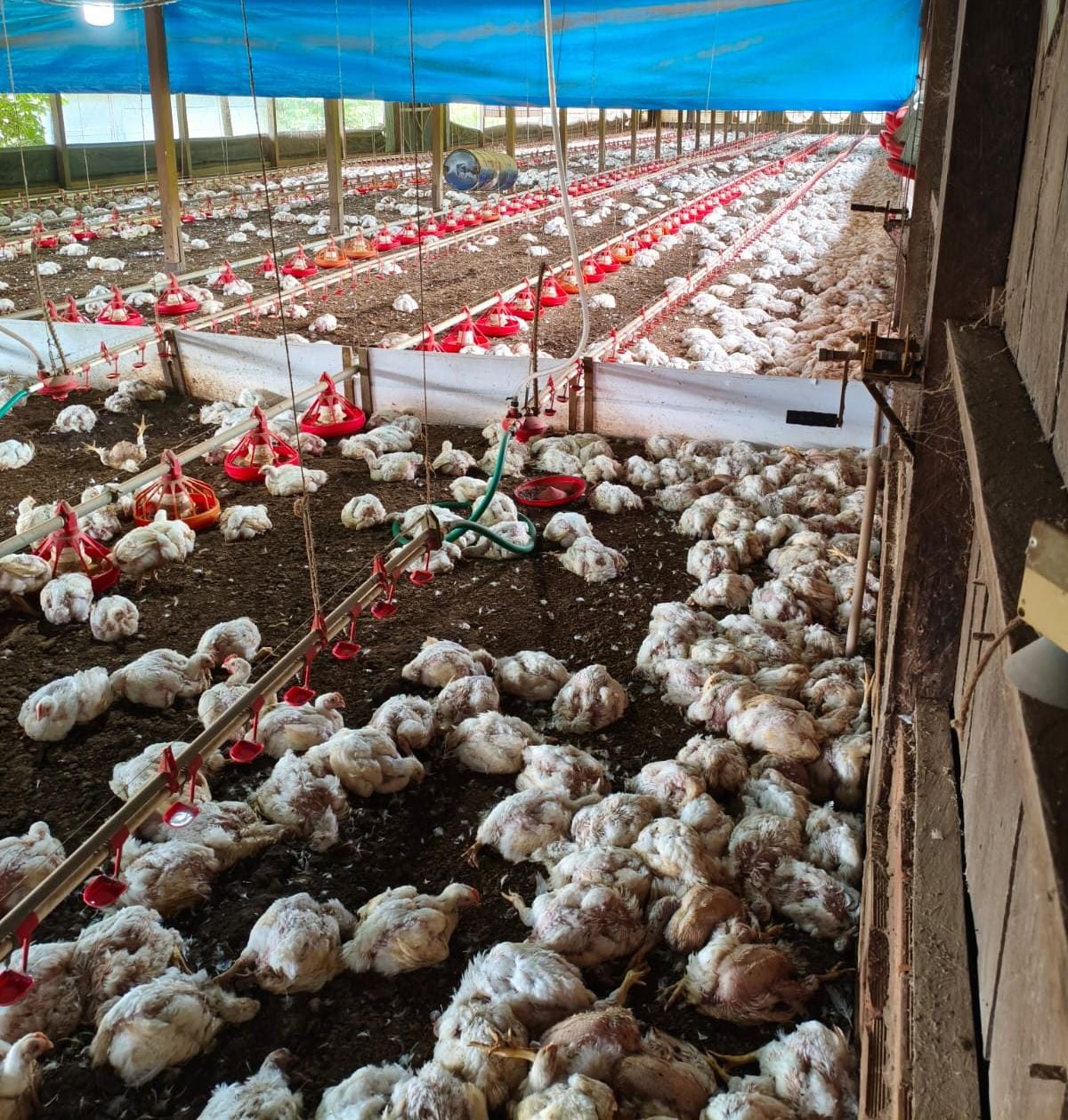 Após enxurrada produtor tem prejuízos com morte de 15 mil aves em Brasiléia