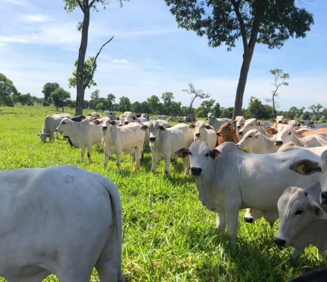 <strong>BRASILÉIA ASSUME PROTAGONISMO E LIDERA EXPORTAÇÕES DO ACRE NO INÍCIO DE 2026</strong>