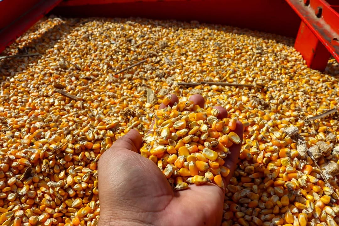 <strong>PRODUÇÃO EM ALTA: COLHEITA NO KM 18 SIMBOLIZA O FORTALECIMENTO DA AGRICULTURA FAMILIAR EM BRASILÉIA</strong>