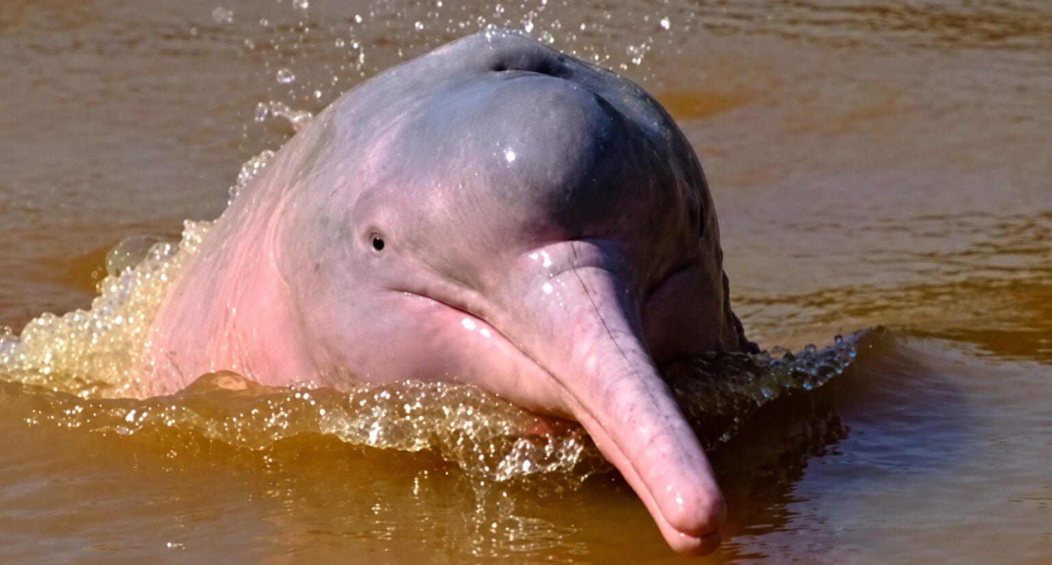 Botos-cor-de-rosa são registrados pela primeira vez em estudo científico no Rio Acre, na fronteira entre Brasil e Bolívia